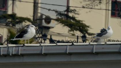 Büyük karasırtlı martı