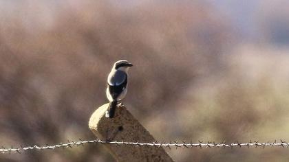 Büyük örümcekkuşu