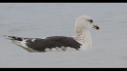 Büyük karasırtlı martı