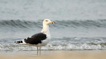 Büyük karasırtlı martı