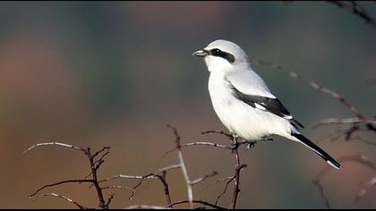 Büyük örümcekkuşu