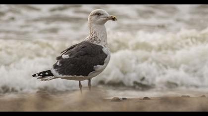 Büyük karasırtlı martı
