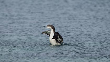 Karagerdanlı dalgıç