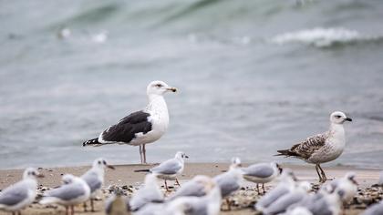 Büyük karasırtlı martı