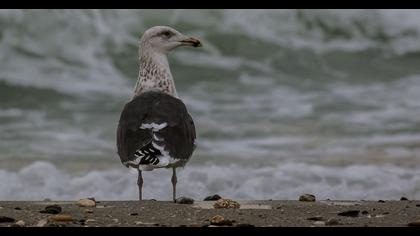 Büyük karasırtlı martı
