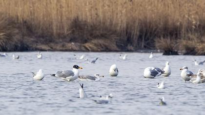 Büyük karabaş martı