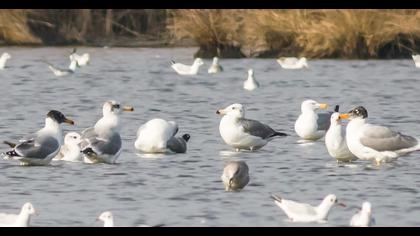 Büyük karabaş martı