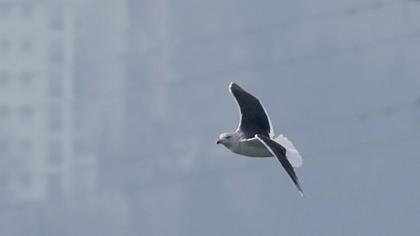 Büyük karasırtlı martı