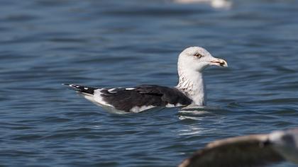 Büyük karasırtlı martı