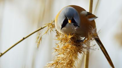 Bıyıklı baştankara