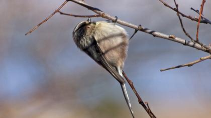 Uzunkuyruklu baştankara