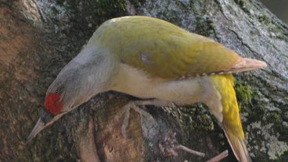 Küçük yeşil ağaçkakan