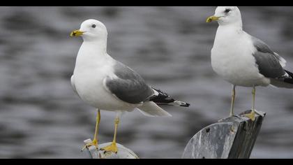 Küçük gümüş martı