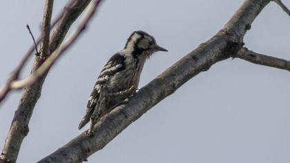 Küçük ağaçkakan