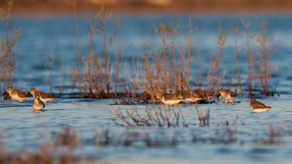 Karakarınlı kumkuşu