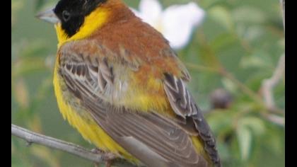 Karabaşlı kirazkuşu