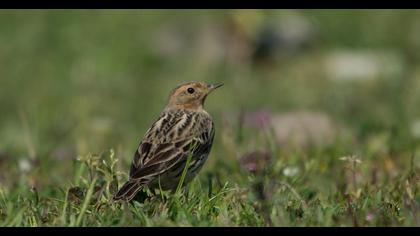 Kızılgerdanlı incirkuşu