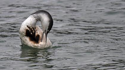 Kızılgerdanlı dalgıç