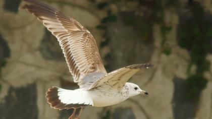 Küçük gümüş martı