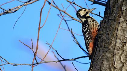 Aksırtlı ağaçkakan