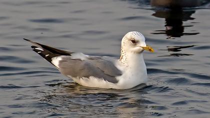 Küçük gümüş martı