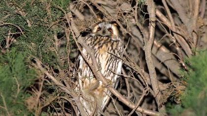 Kulaklı orman baykuşu