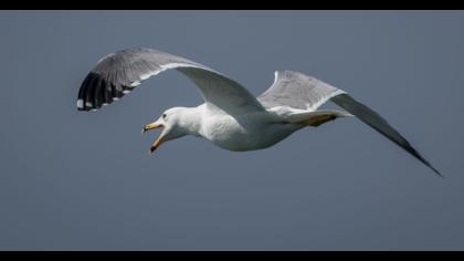 Van gölü martısı
