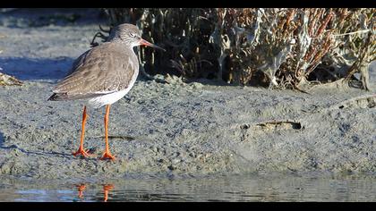 Common Redshank