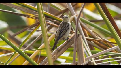 Kındıra kamışçını