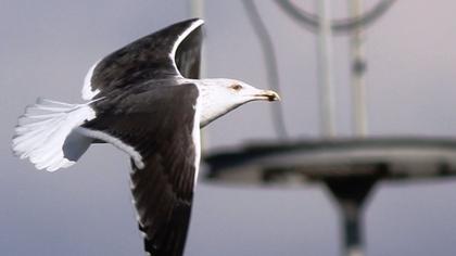 Büyük karasırtlı martı