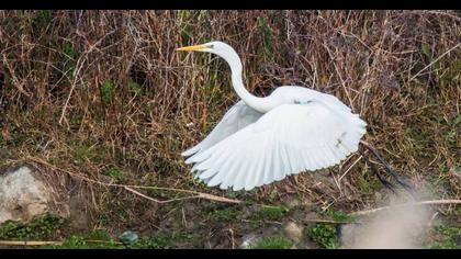 Büyük ak balıkçıl