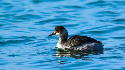 Karaboyunlu batağan