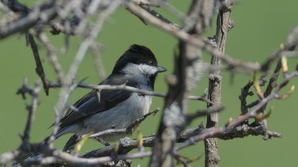 Akyanaklı baştankara