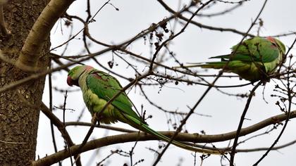 İskender papağanı