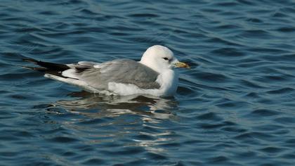 Küçük gümüş martı