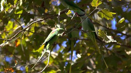 İskender papağanı