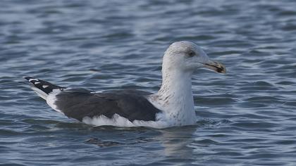 Büyük karasırtlı martı