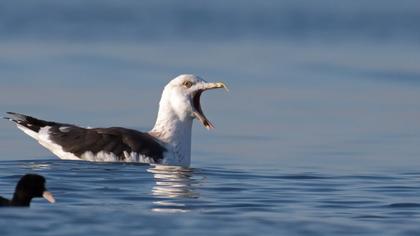 Büyük karasırtlı martı