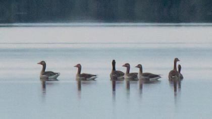 Greylag Goose