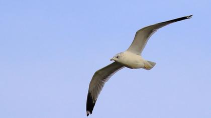 Küçük gümüş martı