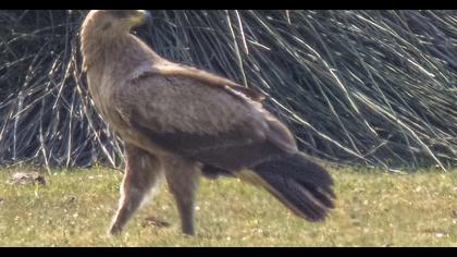 Küçük orman kartalı