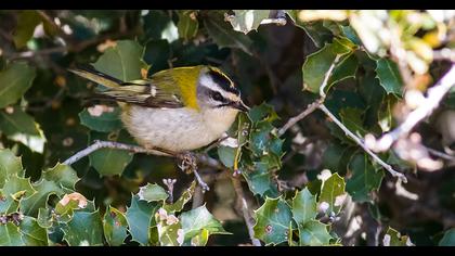 Sürmeli çalıkuşu