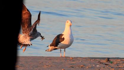 Büyük karasırtlı martı
