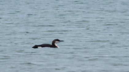 Karagerdanlı dalgıç