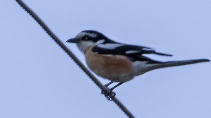 Maskeli örümcekkuşu