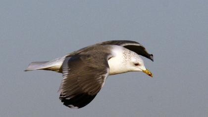 Küçük gümüş martı