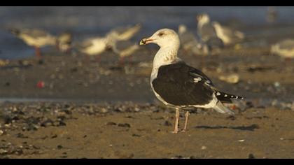 Büyük karasırtlı martı
