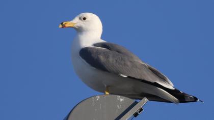 Van gölü martısı