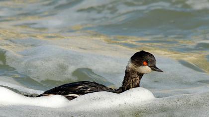 Karaboyunlu batağan