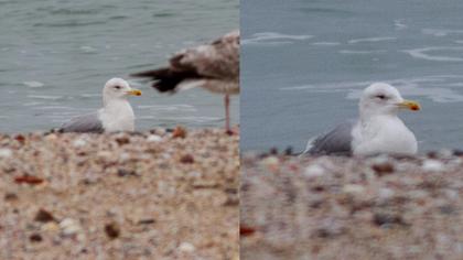 Kuzey gümüş martı